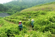 Chính sách phát triển vùng dược liệu liên vùng – Thắp sáng hy vọng cho Y học cổ truyền Việt Nam 