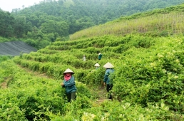 Chính sách phát triển vùng dược liệu liên vùng – Thắp sáng hy vọng cho Y học cổ truyền Việt Nam 