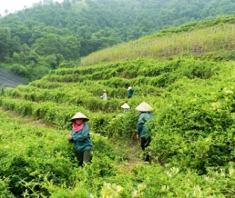 Chính sách phát triển vùng dược liệu liên vùng – Thắp sáng hy vọng cho Y học cổ truyền Việt Nam 